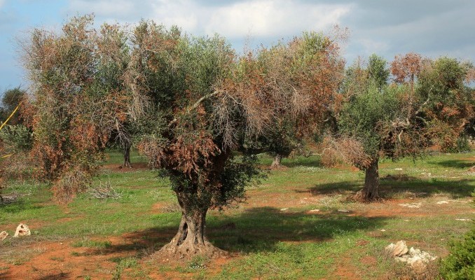 La UE aprueba medidas adicionales contra la Xylella fastidiosa